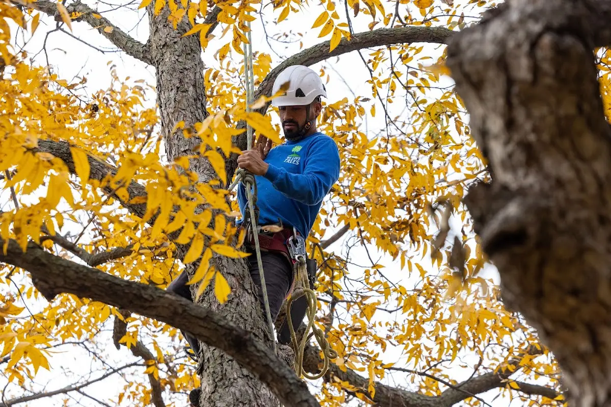 Skilled Tree Pruning crew working in Ballard