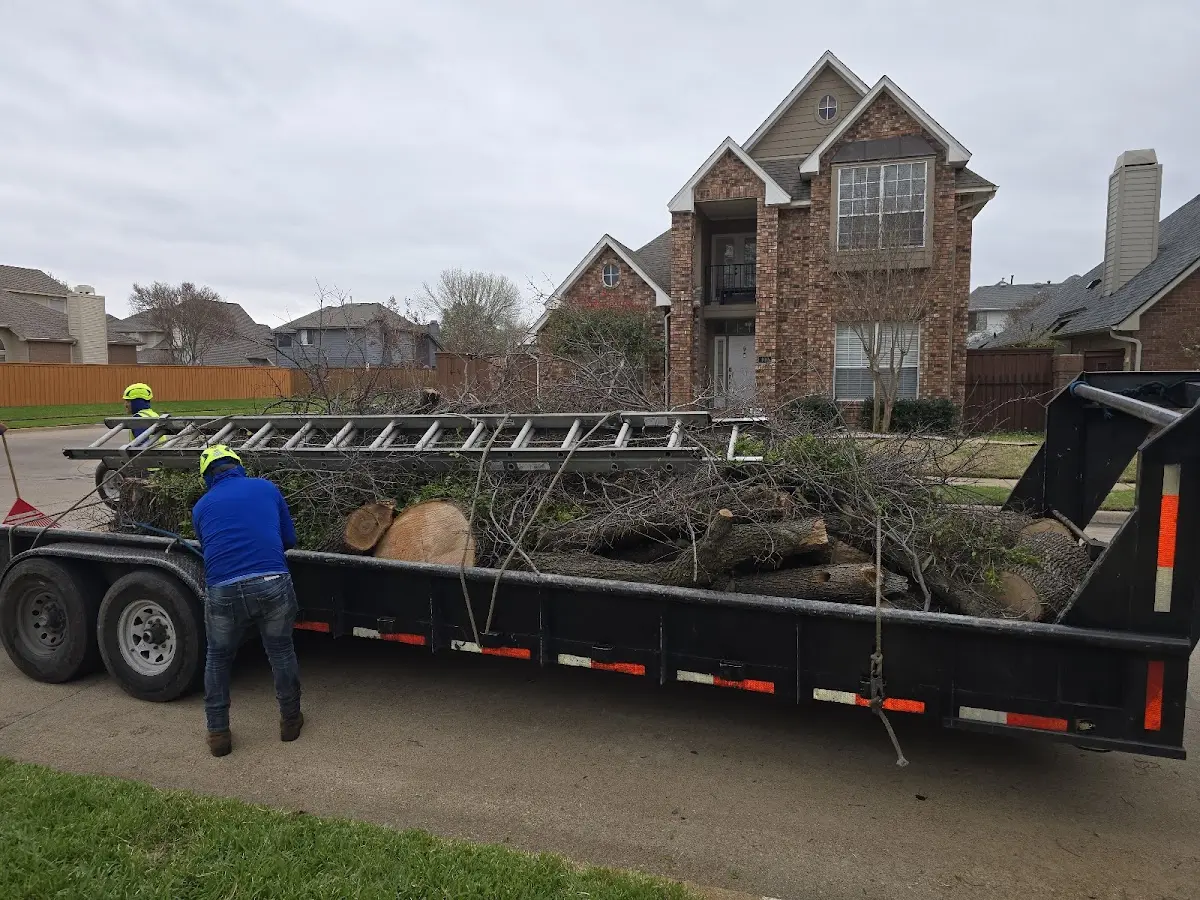 Expert Tree Removal with proper safety equipment in Ballard